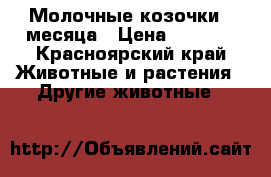 Молочные козочки 4 месяца › Цена ­ 5 000 - Красноярский край Животные и растения » Другие животные   